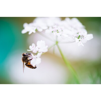 Working Bee Atop Cilantro (Coriander) Blossoms - image1